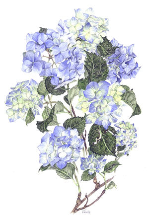 Blue Hydrangeas A4 (Medium) embroidery panel, ready to embroider 1