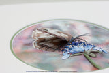 A Little Stumpwork Butterfly KIT