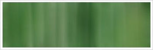 25mm Organza No 25 Dark Pine 1