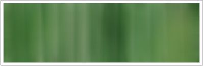 25mm Organza No 25 Dark Pine 1