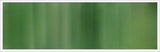 38mm Organza No 25 Dark Pine 1