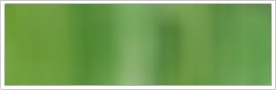 38mm Organza No 80 Olive 1