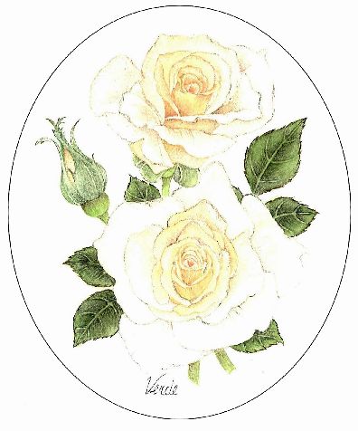 Ivory Beauty Rose embroidery panel, ready to embroider 1