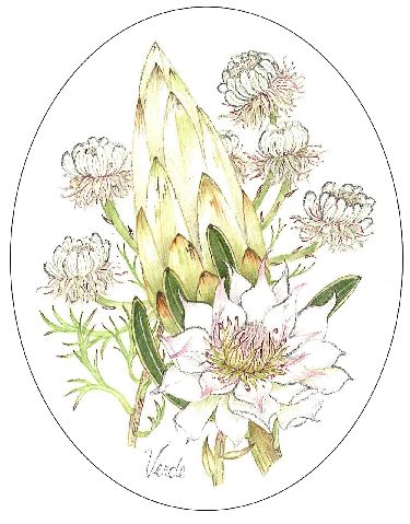 White Protea and Pendunculata embroidery panel, ready to embroider 1