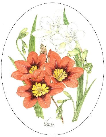 Sparaxis and Freesia embroidery panel, ready to embroider 1