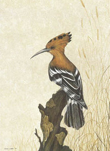 Hoopoe A3 (Large) embroidery panel, ready to embroider 1