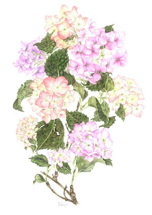 Pink Hydrangeas A3 (Large) embroidery panel, ready to embroider 1