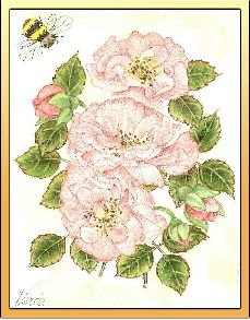 Old Fashioned Rose embroidery panel, ready to embroider 1